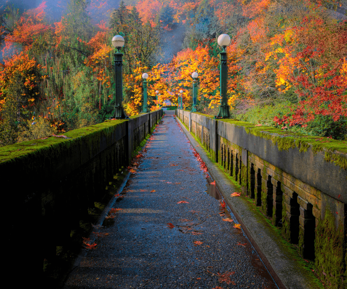 La beauté des feuillages d'automne : Arbres et arbustes spectaculaires