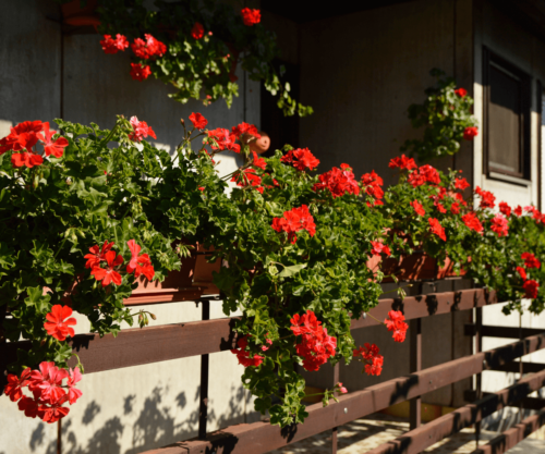 Géraniums hivernaux : Transformez votre balcon en paradis fleuri