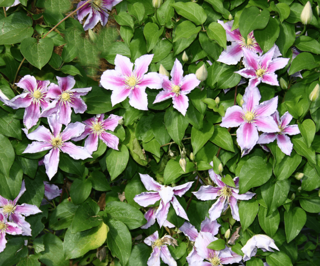 La clématite fleur