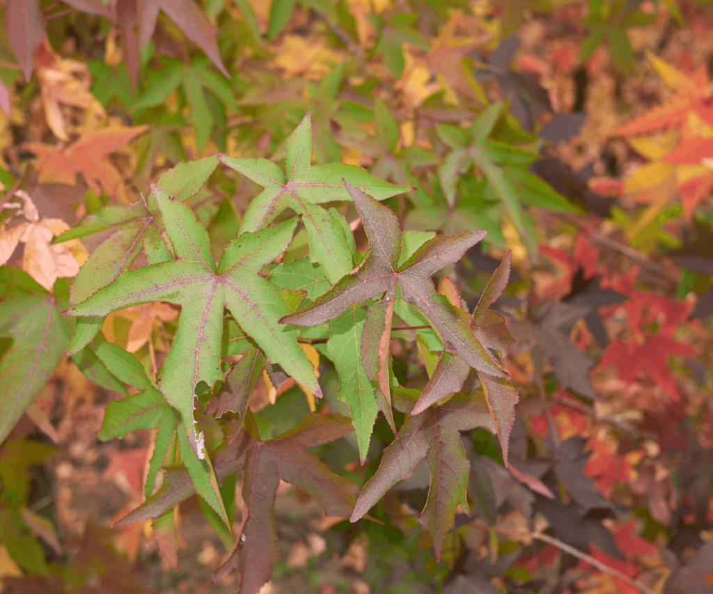 Liquidambar styraciflua