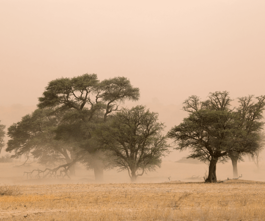 Les plantes désertiques : survivre à la tempête