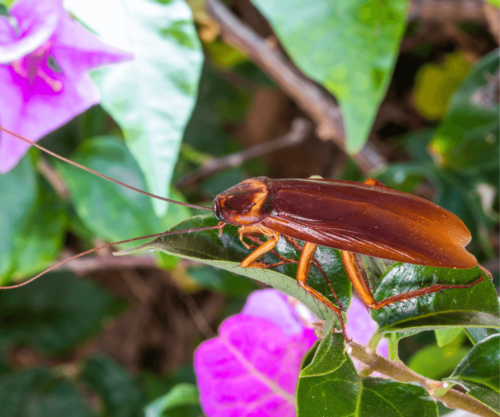 Ces plantes d'intérieur attirent les cafards : vous devez à tout prix les éviter !