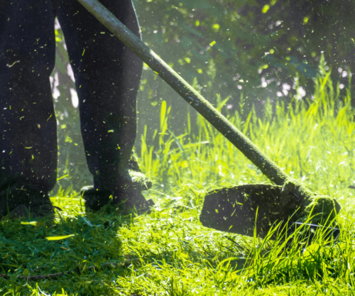 Préparez votre pelouse pour l'hiver avec ce guide d'entretien automnal
