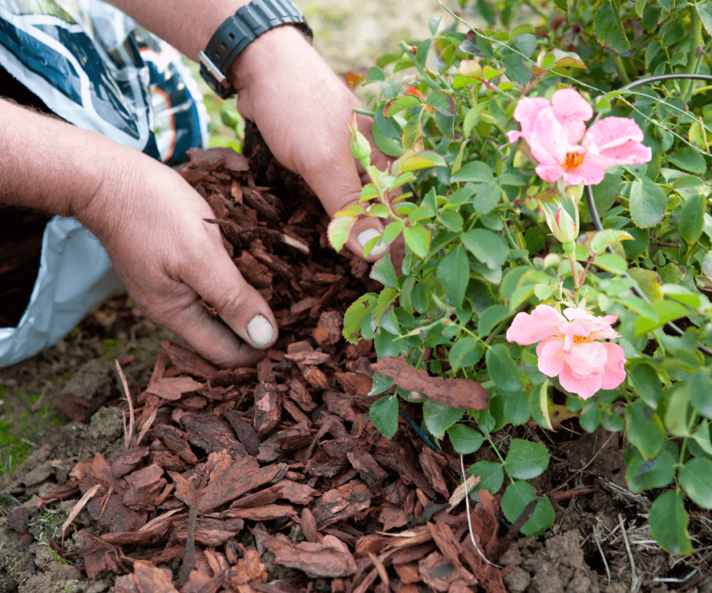 Protection de votre jardin contre les variations de température avec le paillage d'automne