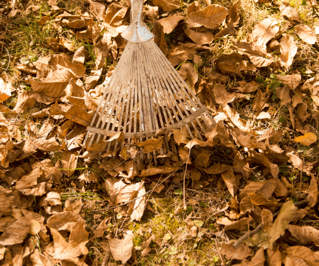 Ramassez les feuilles mortes