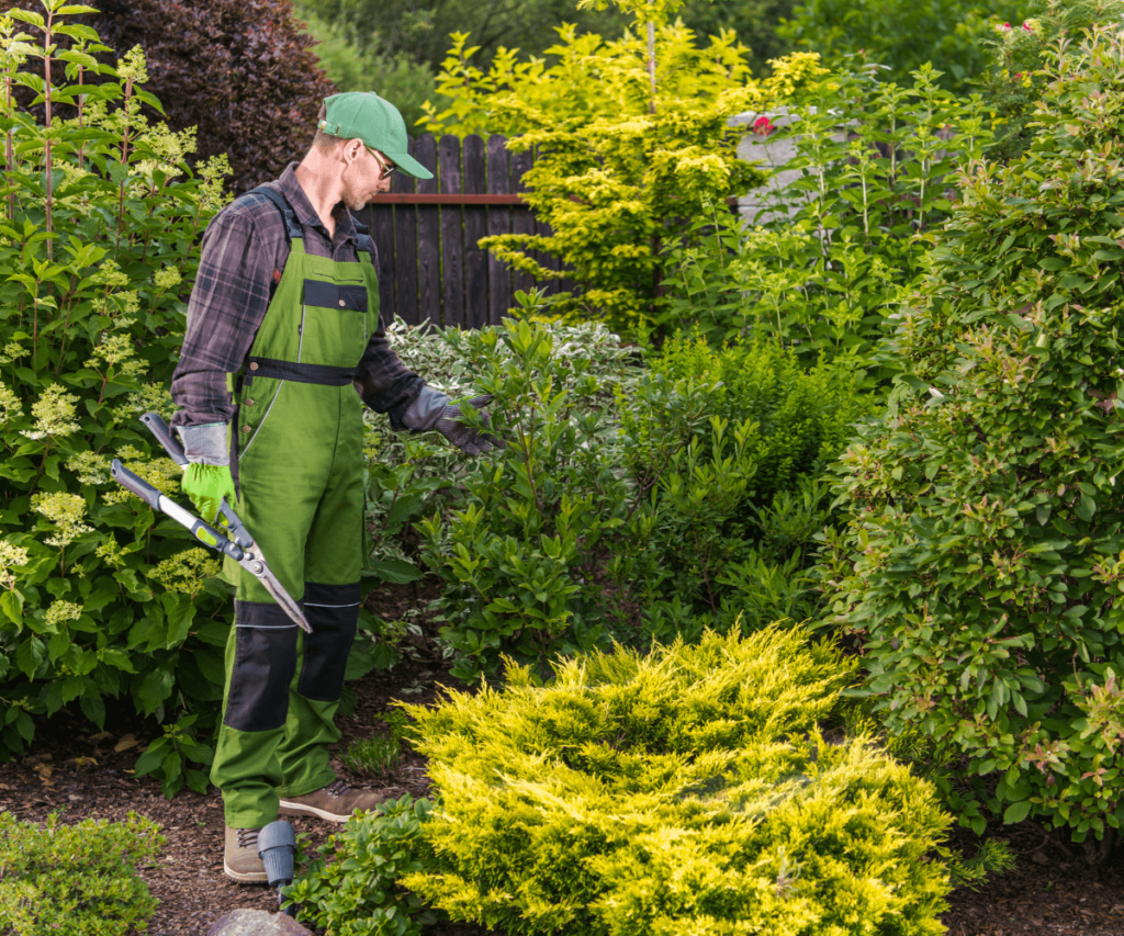 Taille et entretien des arbustes et plantes vivaces