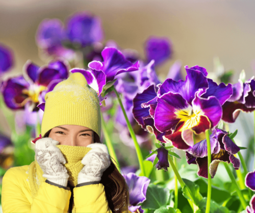 Découvrez les variétés de fleurs qui résistent au froid pour un jardin coloré tout l'hiver