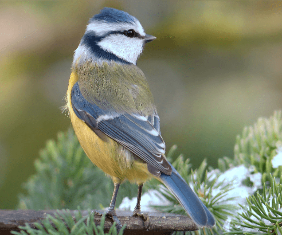 Attirer les oiseaux et les insectes dans votre jardin