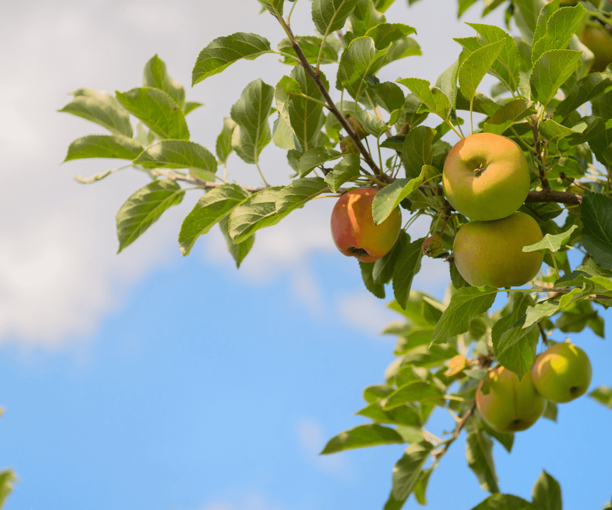 Ajoutez une touche de gourmandise à votre jardin avec des arbres fruitiers nains adaptés aux petits espaces.