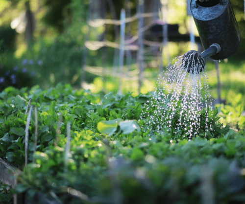 Économiser l'eau dans votre jardin : astuces pratiques