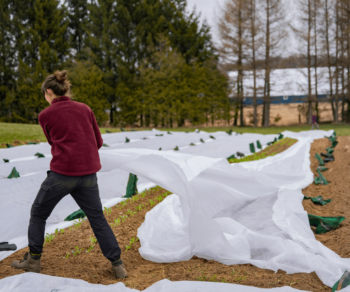 Les Astuces pour Protéger Vos Plantes du Gel et du Froid