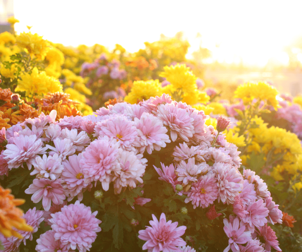 Chrysanthèmes aux couleurs éclatantes