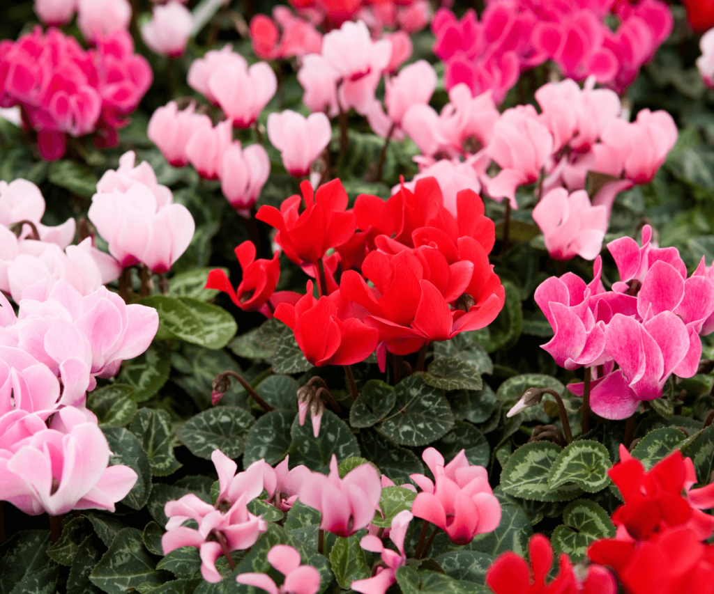  Cyclamens éclatant de couleur