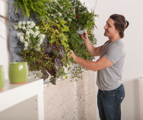 Décoration et Plantes : Comment Créer un Jardin Vertical en Intérieur