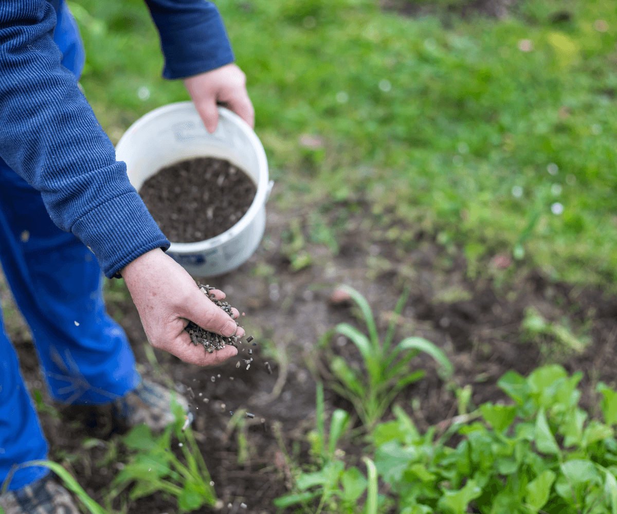 Utilisez des engrais naturels pour nourrir vos plantes en automne et favoriser leur croissance saine.