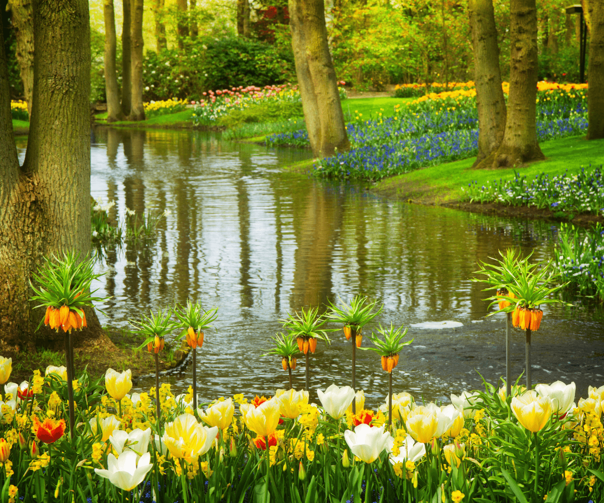 Jardin aquatique