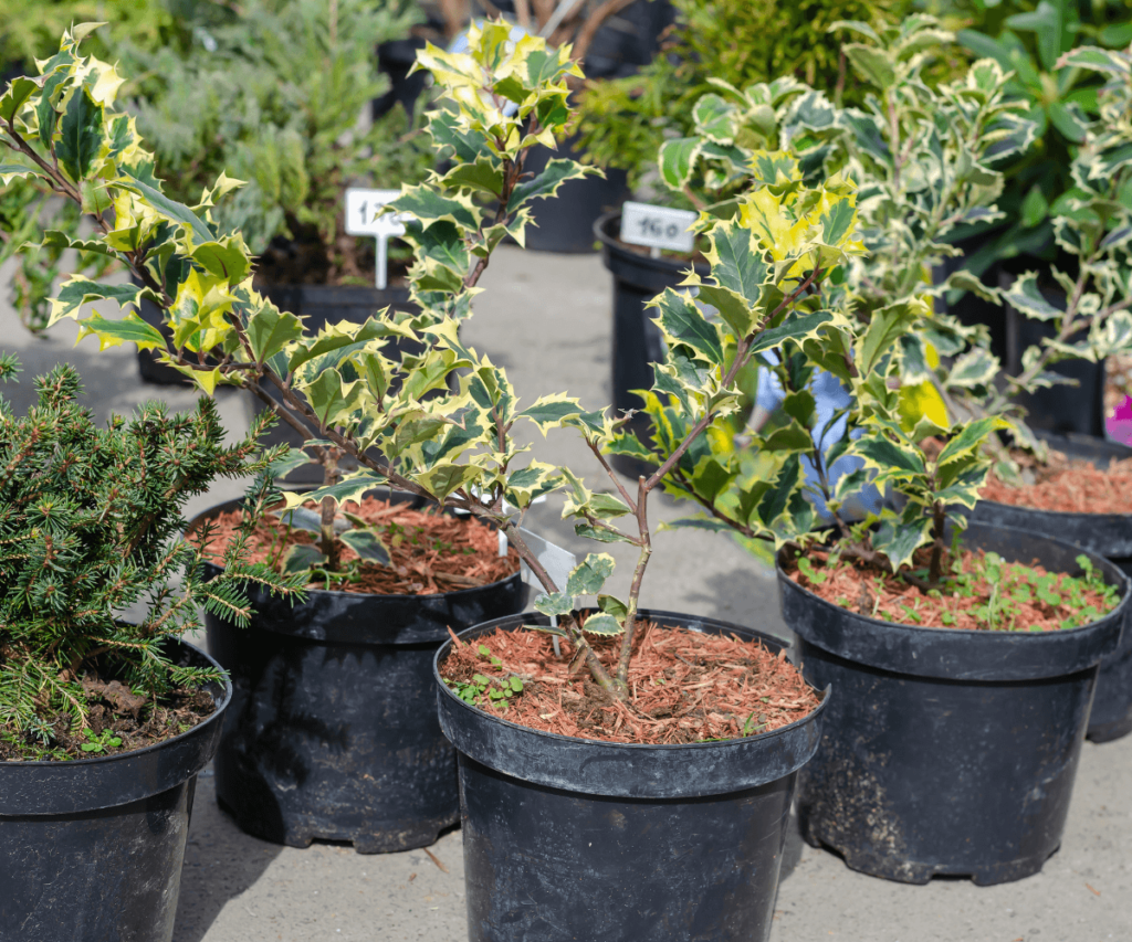 Créez un Jardin d'Hiver avec des Plantes Adaptées au Froid