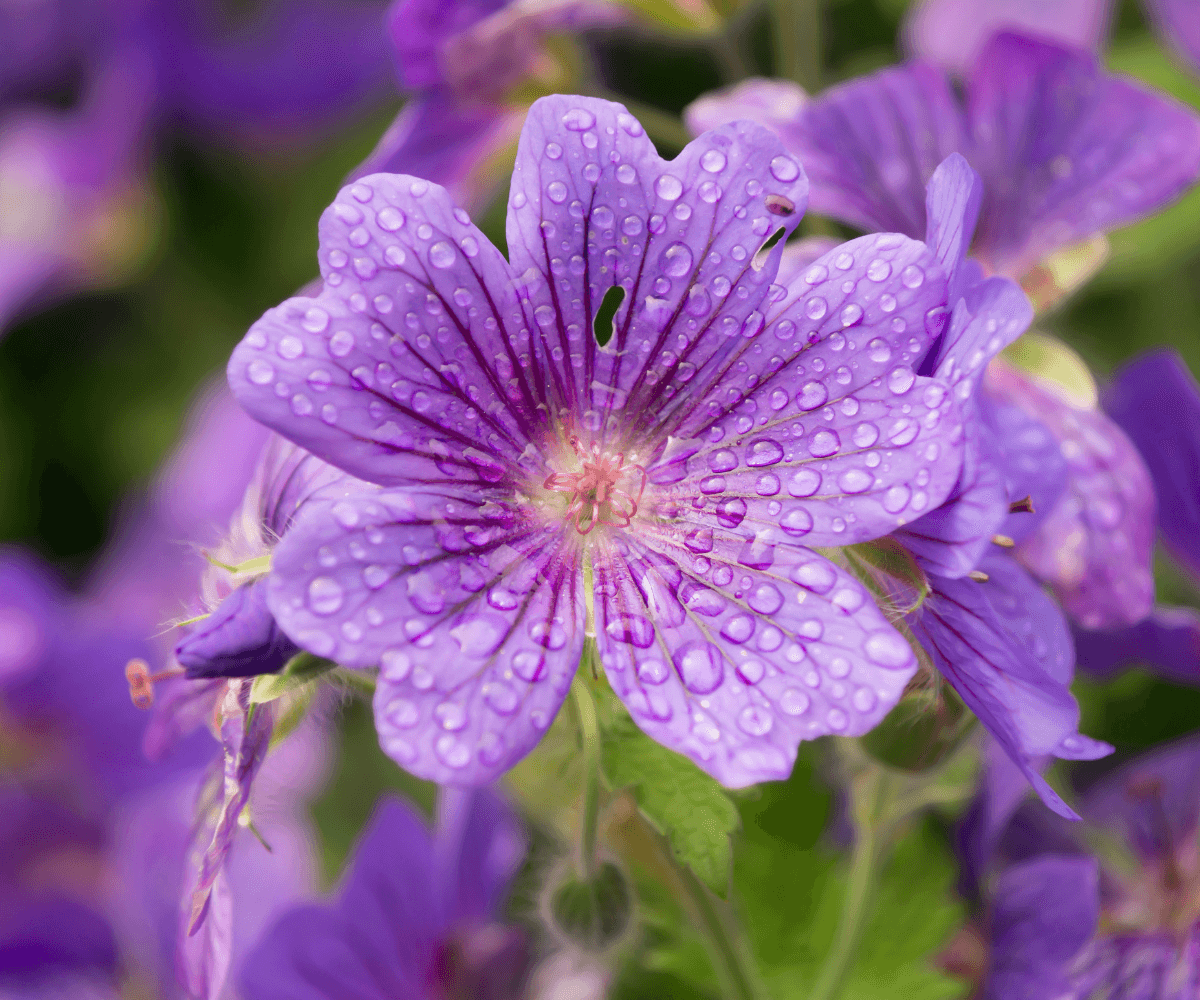 Plantes d'automne pour égayer votre jardin