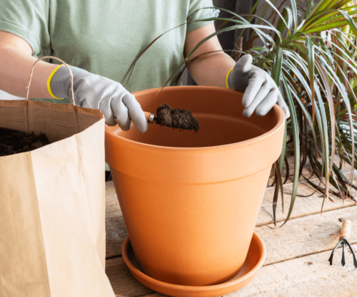 Jardinage en Intérieur : Les Plantes Idéales pour Purifier l'Air