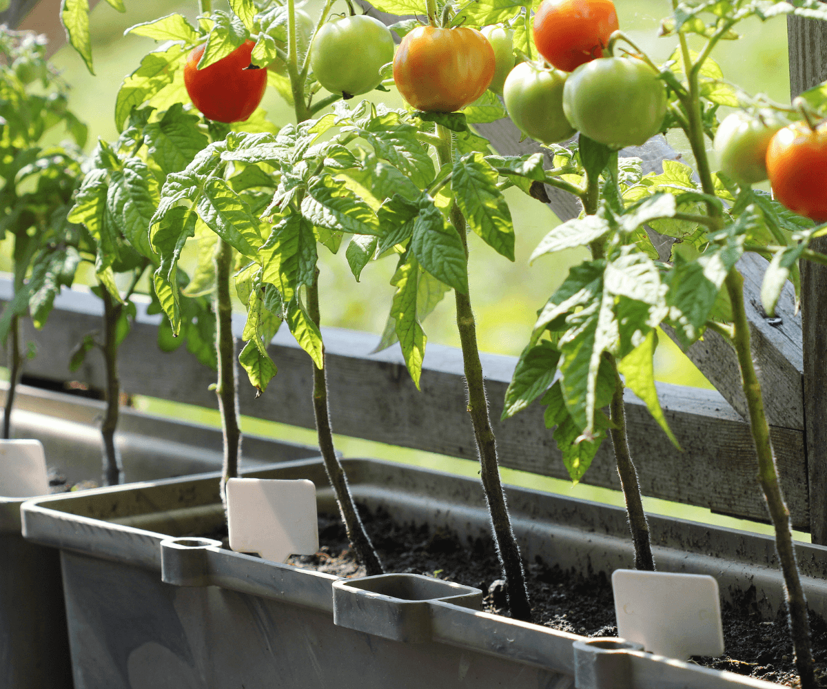 Jardinage sans jardin : idées et alternatives pour les espaces restreints.