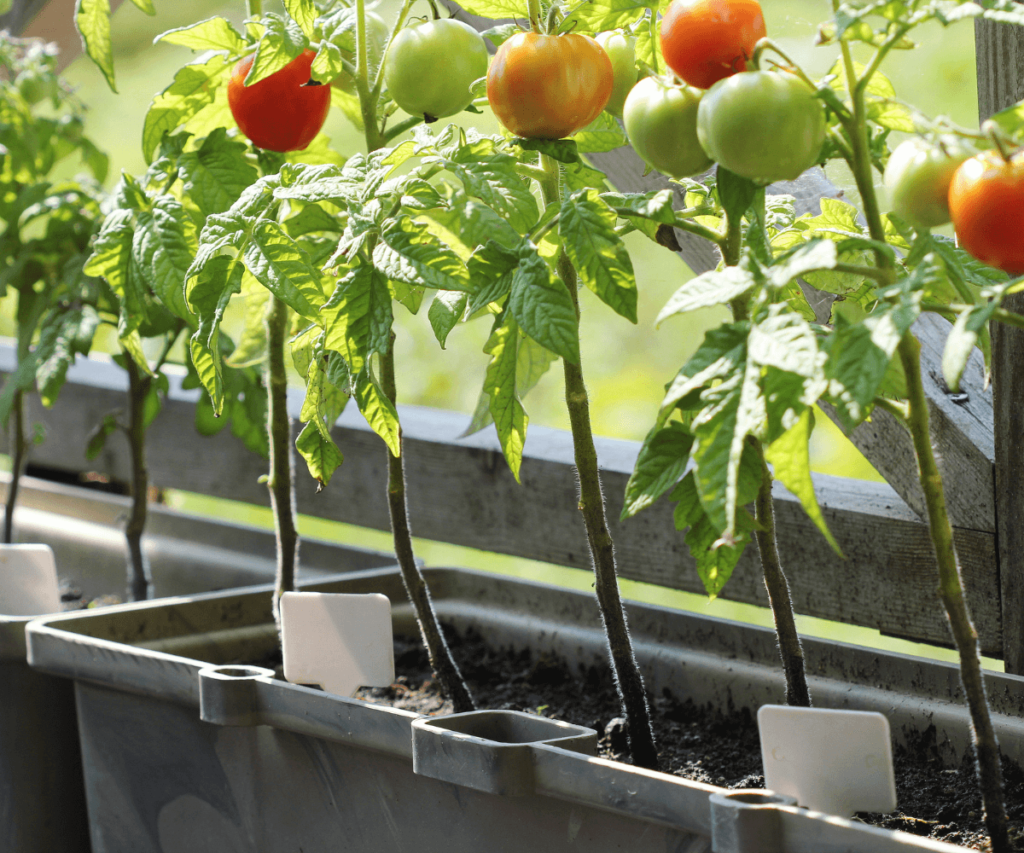 légumes en conteneurs