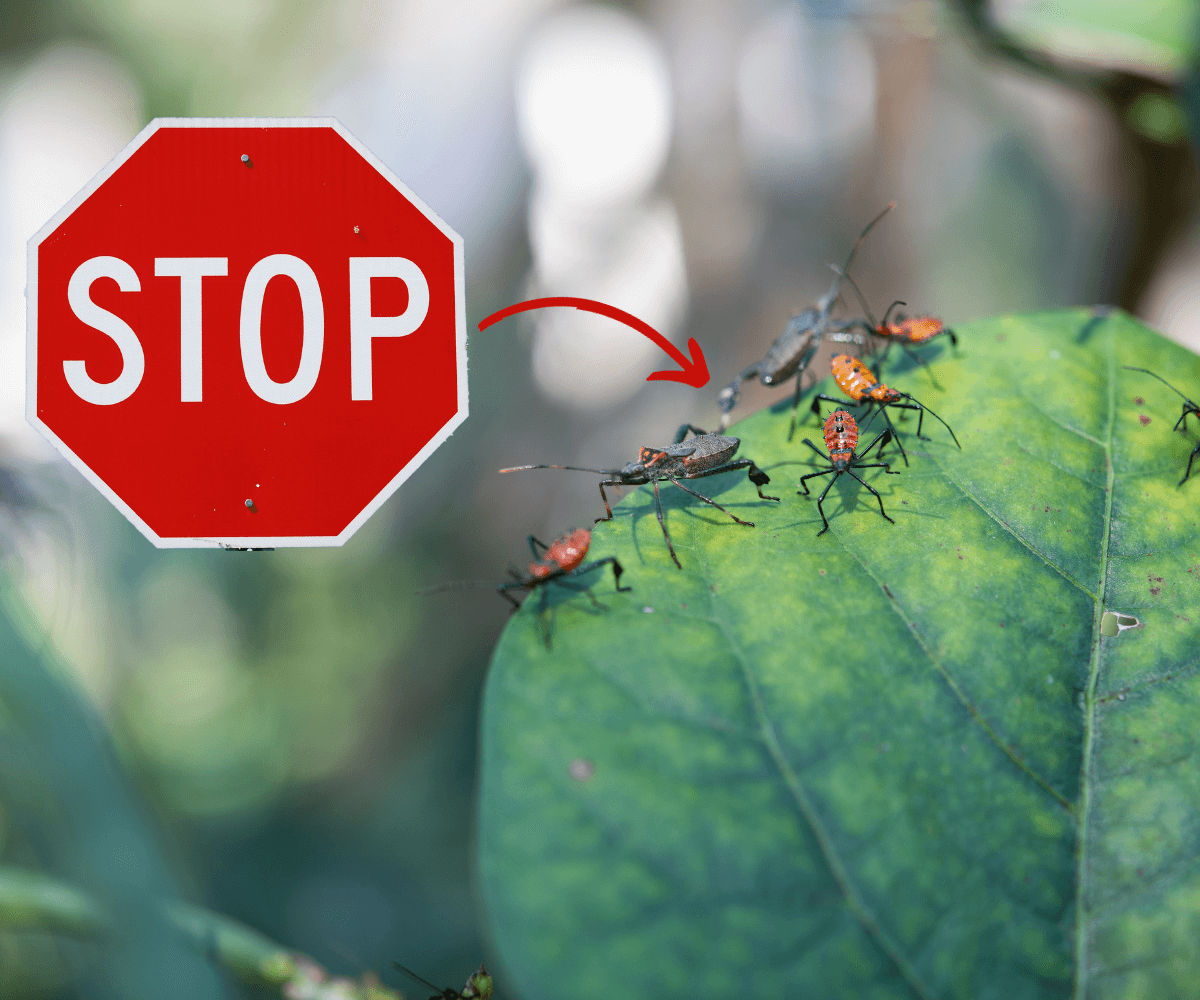 astuces écologiques pour lutter contre les nuisibles sans utiliser de produits chimiques nocifs.