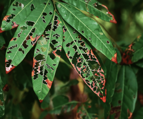 Maladies des Plantes en Automne : Traitement et Prévention