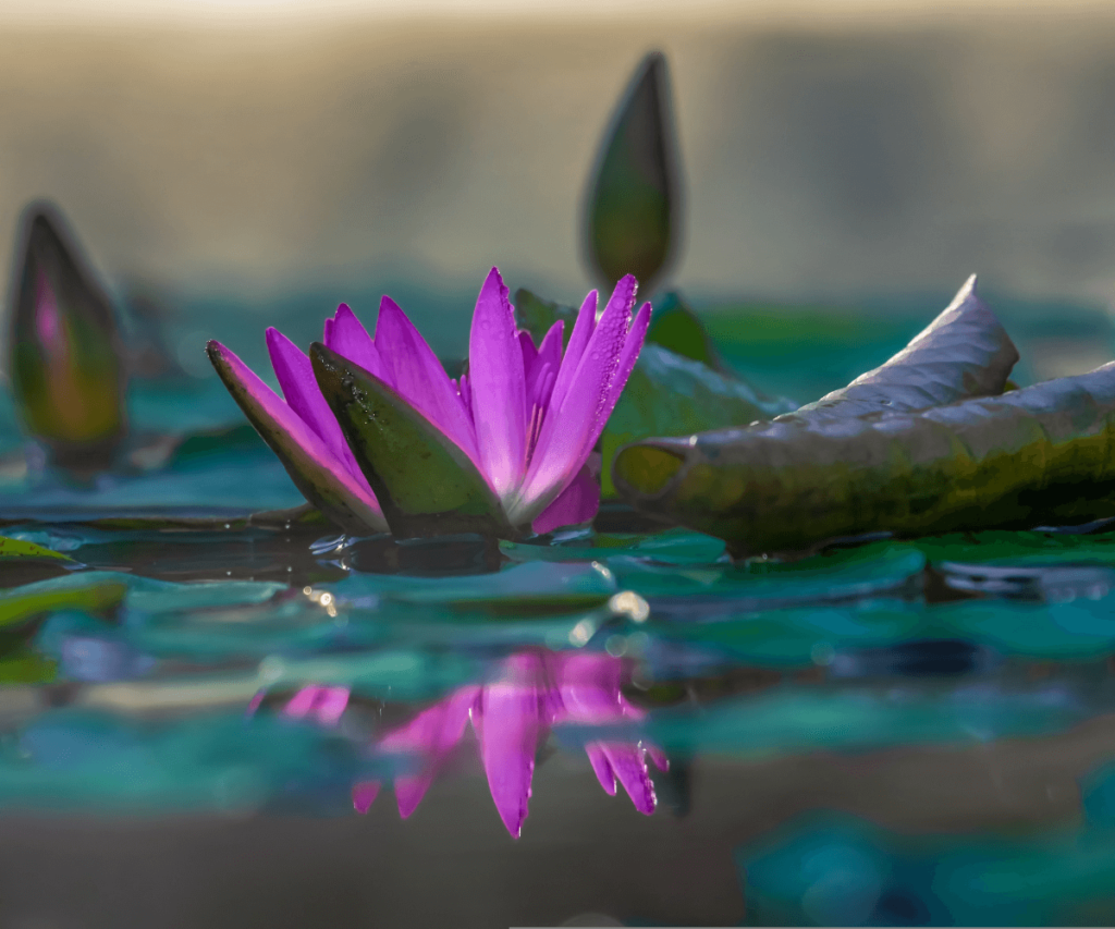 Nénuphars dans un jardin aquatique.