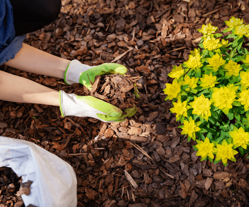 Le Paillage pour Protéger Vos Plantes du Gel et du Froid