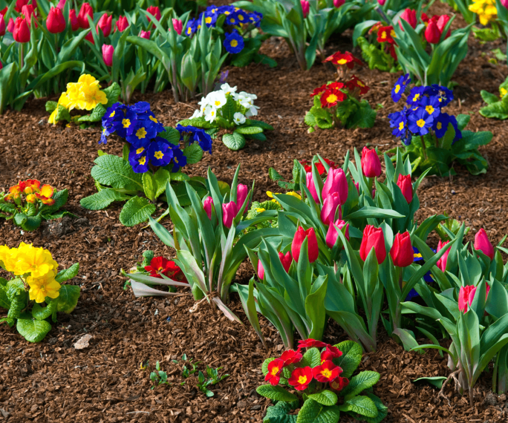 Optez pour des plantes à floraison échelonnée pour prolonger la beauté de votre jardin à différentes périodes de l'année