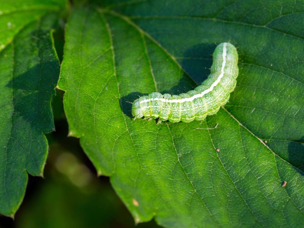 plantes hôtes pour les chenilles 