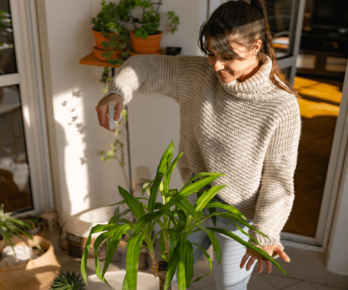 Les plantes d'intérieur décoratives pour un espace vivant et stylé