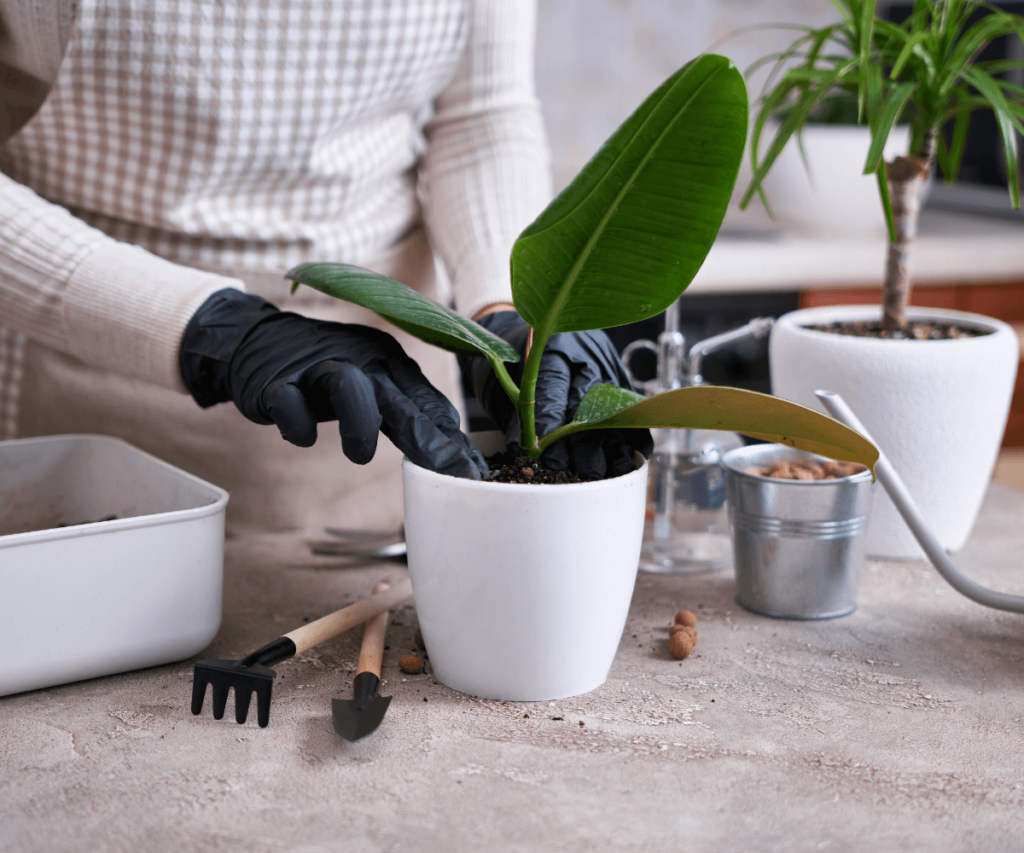 Plantes d'intérieur dépolluantes pour un air plus sain