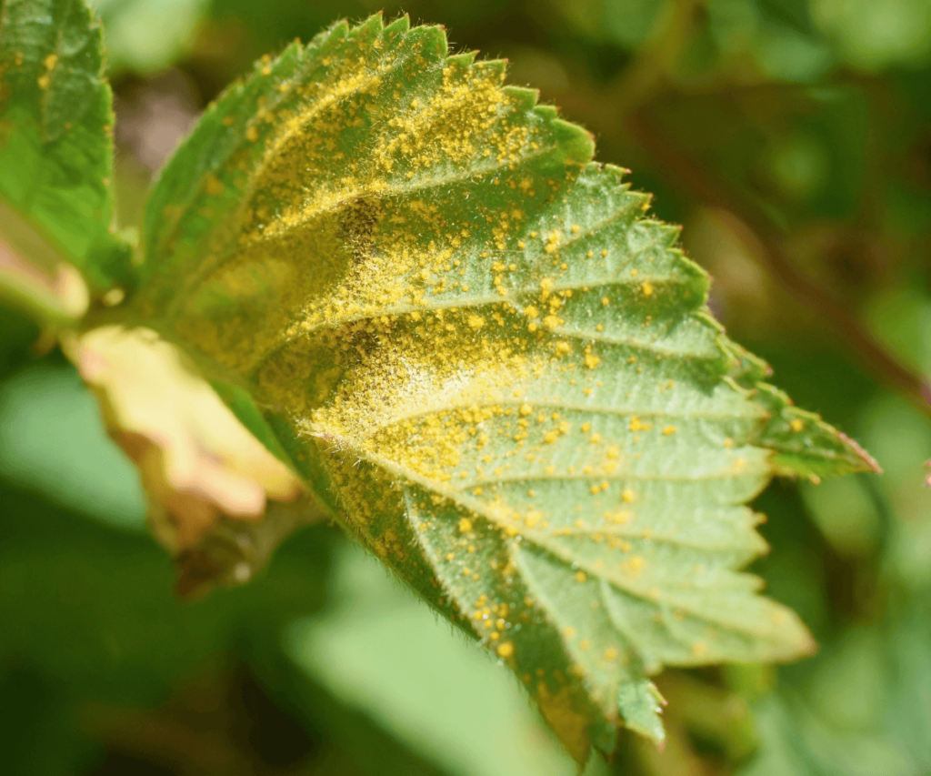 La Rouille Automnale : L'Ennemi Invisible des Plantes