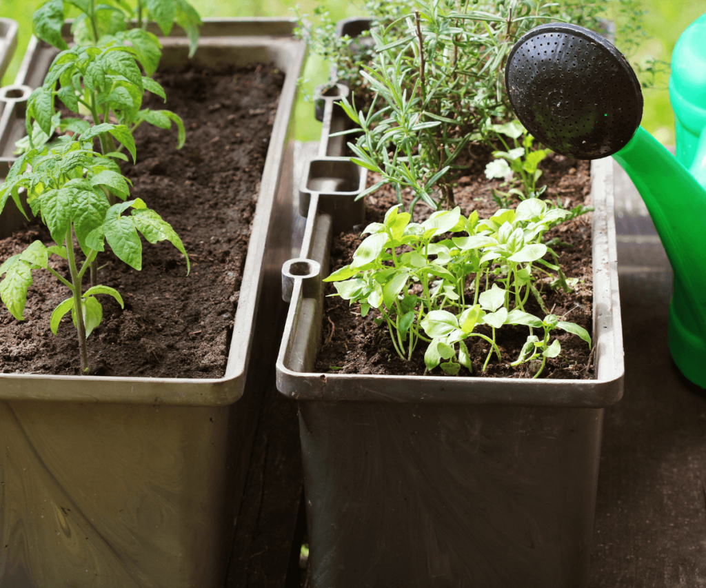 Terreau et Fertilisation pour Potager sur Votre Balcon ou Votre Terrasse