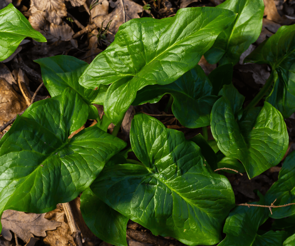 Arum maculatum