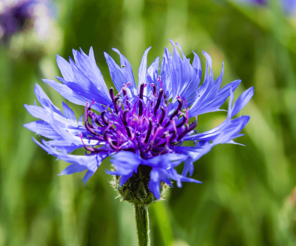 Centaurea cyanus