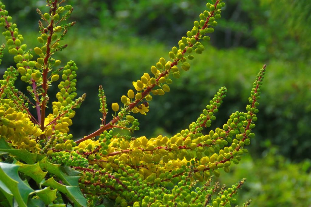 Le mahonia