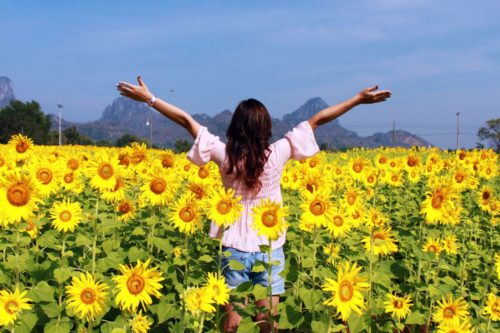 Les tournesols