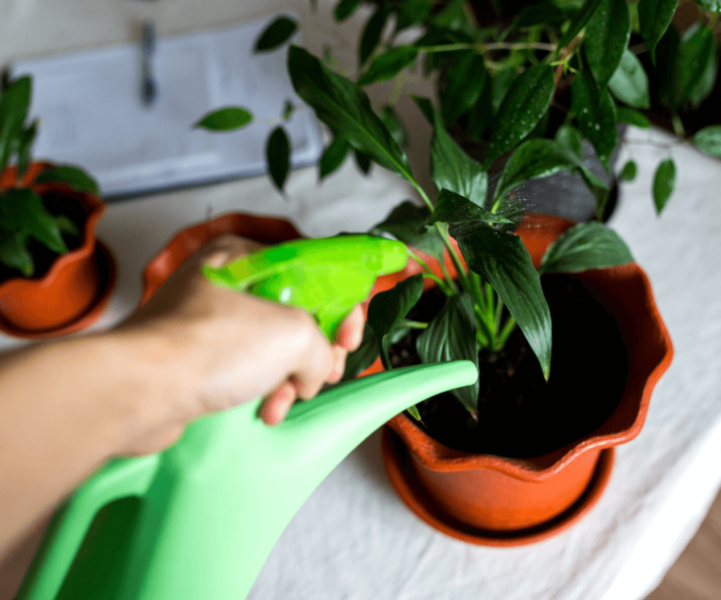 importance de l'arrosage régulier pour les fleurs en pot