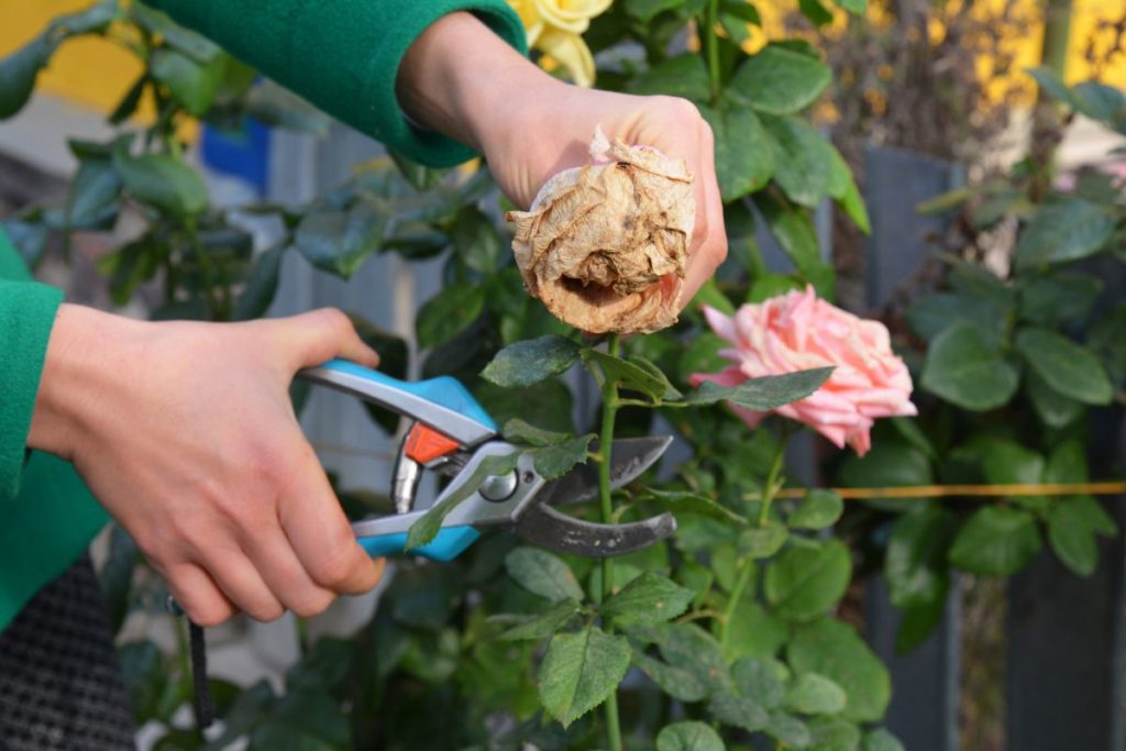 éliminer les feuilles fanées d'une fleur pour favoriser sa croissance.