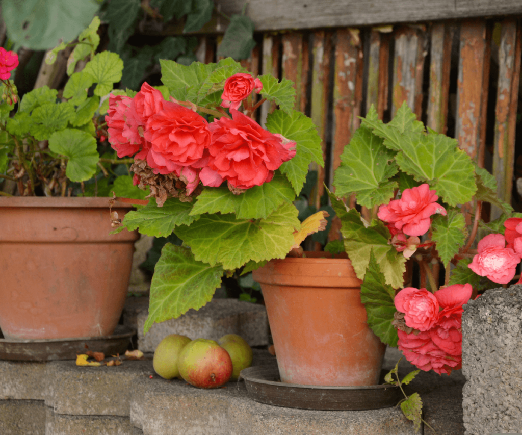 sélection des bonnes fleurs en pot