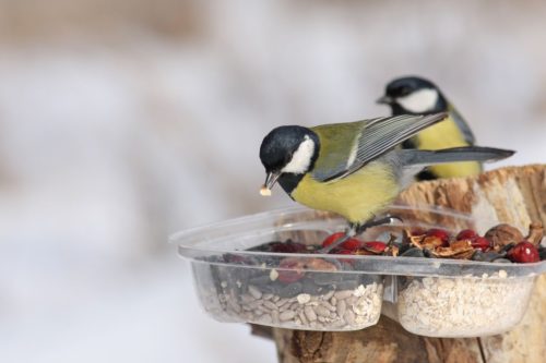 découvrez les fleurs d'hiver pour attirer les oiseaux et les papillons.