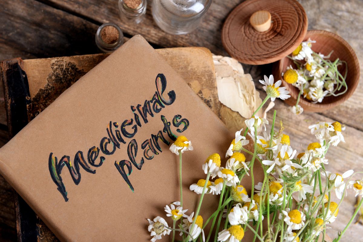 découvrez les fleurs médicinales pour soigner naturellement