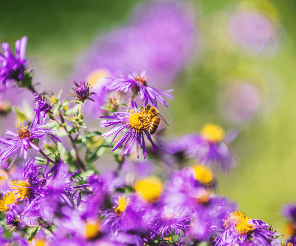 fleurs mellifères