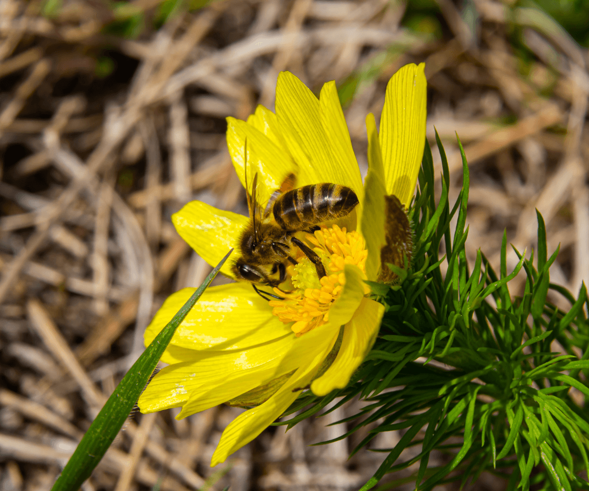 les fleurs mellifères, un appel irrésistible pour les abeilles