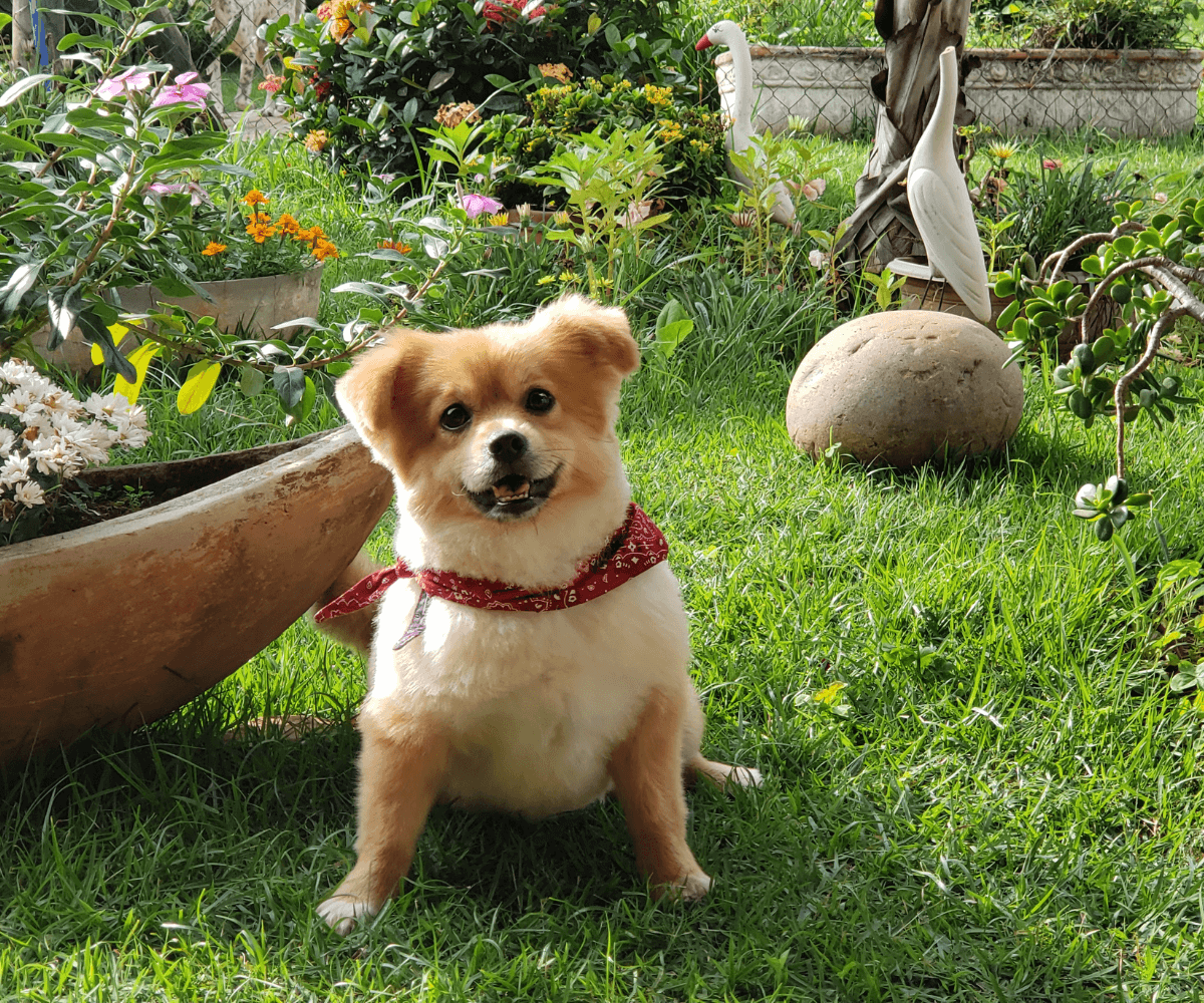 Un jardin sûr pour vos amis à quatre pattes : conseils de jardinage et d'aménagement pour les animaux de compagnie.