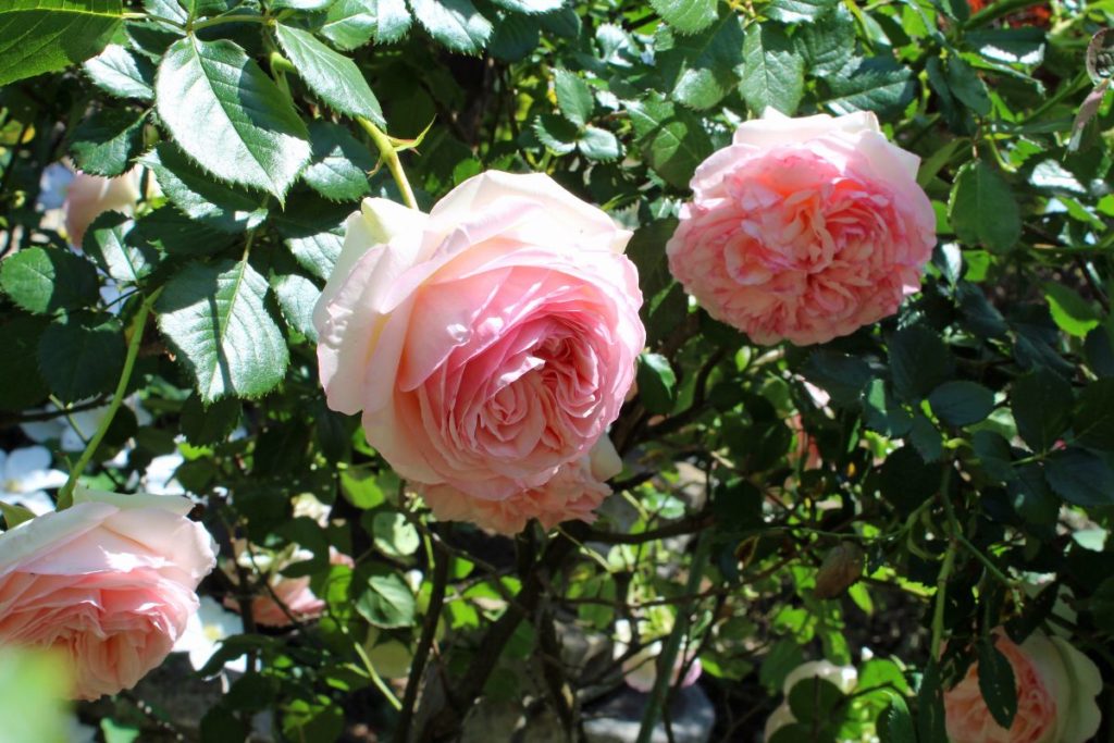 la rose Pierre de Ronsard fleur