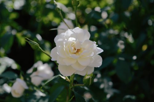 variétés de roses résistantes au froid pour un jardin romantique en hiver