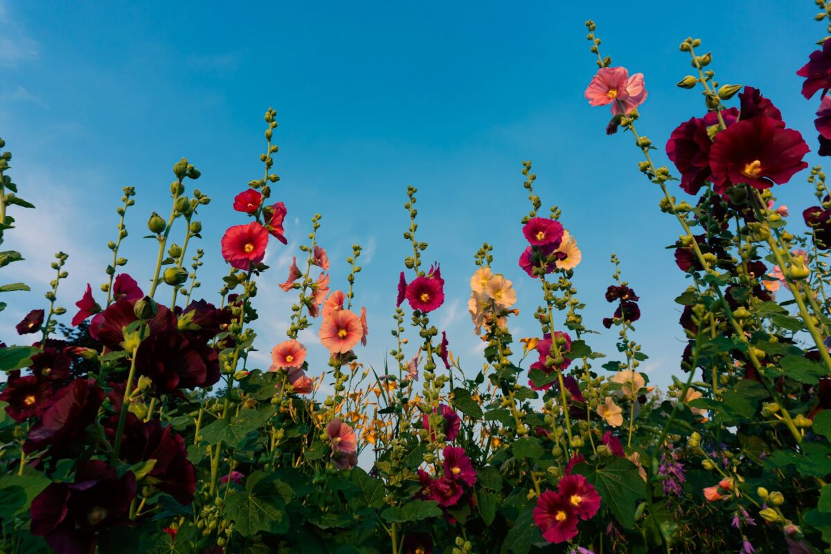 Jardin en aout